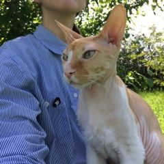 Фото: пропала кошка Донской сфинкс «Пропал кот метис сфинкса, мальчик Богородск» в г. Богородск